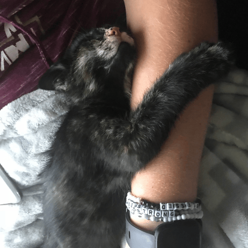 Baby Kitten