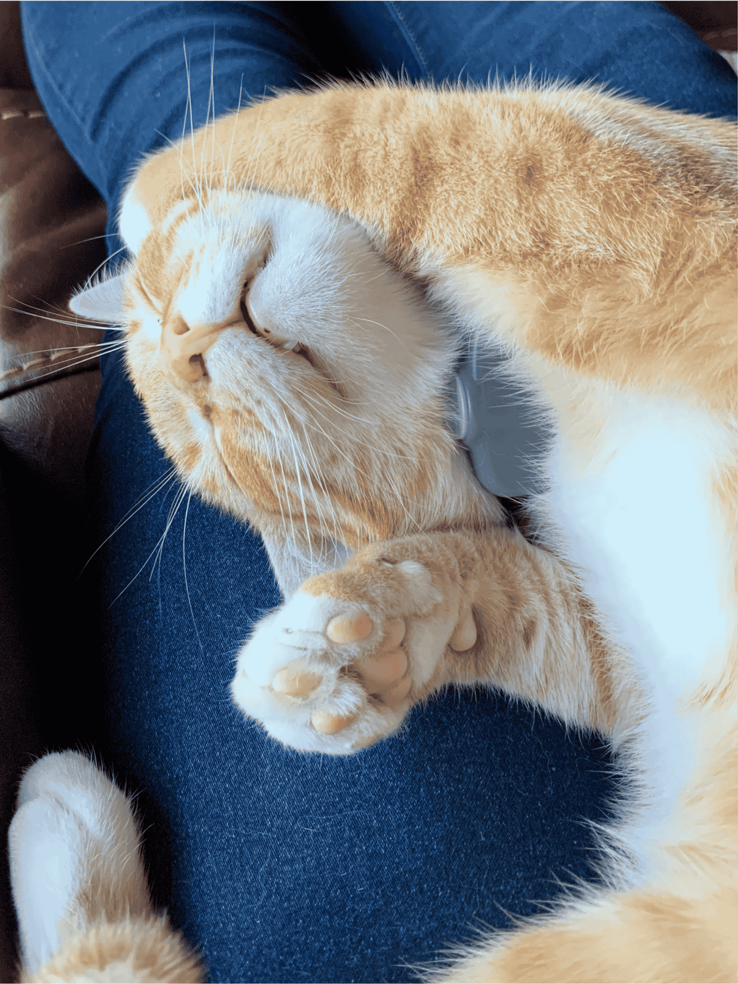 Sammy the Orange Cat